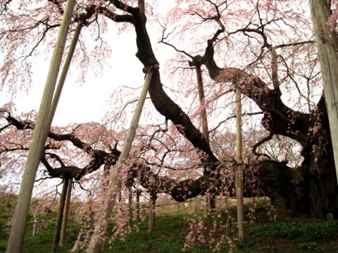 f:id:k9352009:20100421132045j:image