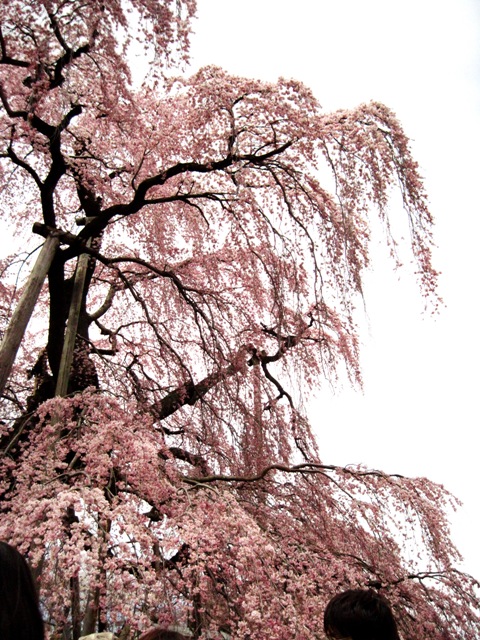 f:id:k9352009:20100421132126j:image