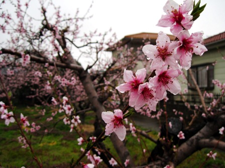 f:id:k9352009:20100422152058j:image