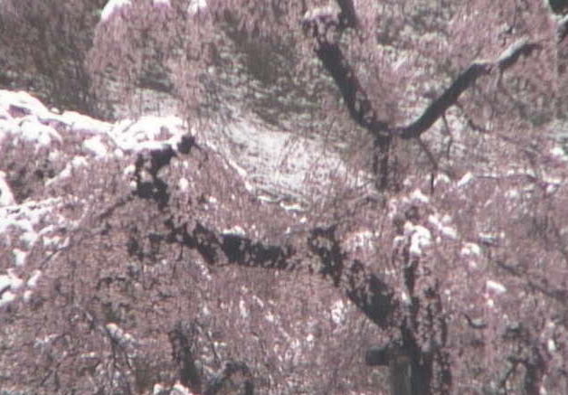 f:id:k9352009:20100422213535j:image