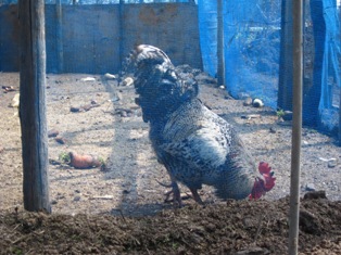 f:id:k9352009:20100505133950j:image