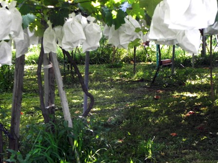 f:id:k9352009:20100813120312j:image