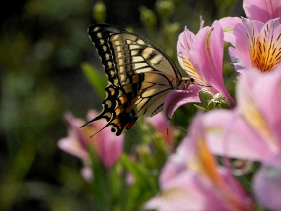 f:id:k9352009:20100906104902j:image