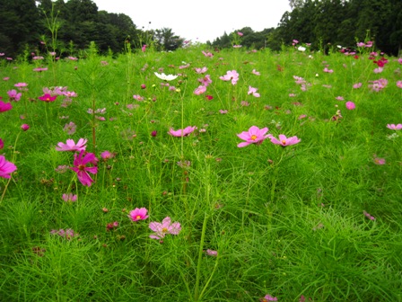 f:id:k9352009:20100921094508j:image f:id:k9352009:20100921094508j:image