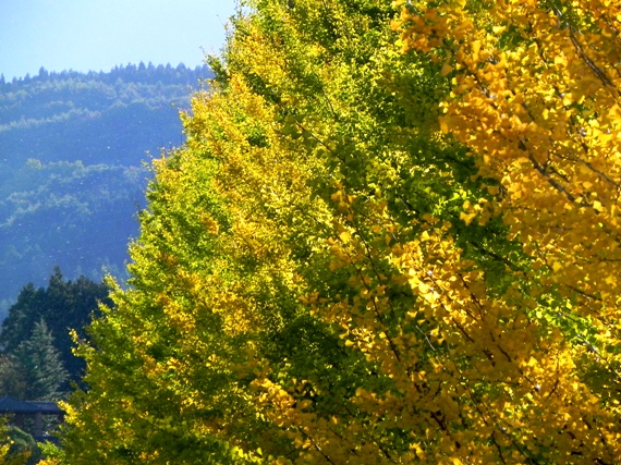 f:id:k9352009:20101106002215j:image