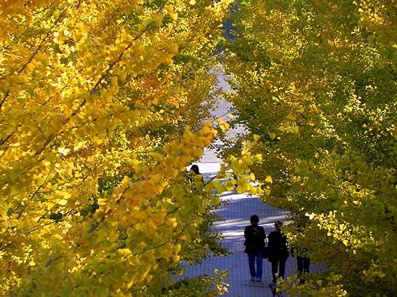 f:id:k9352009:20101106002220j:image