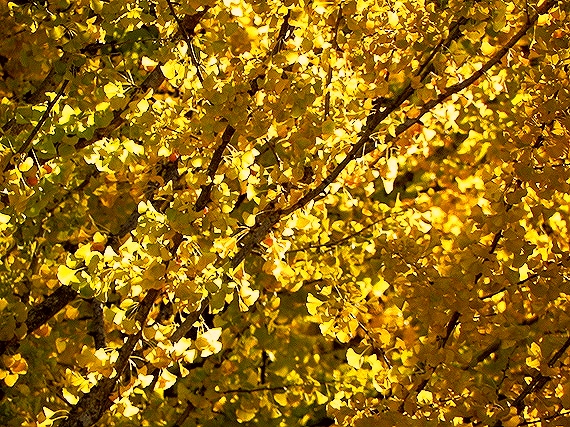 f:id:k9352009:20101106002222j:image