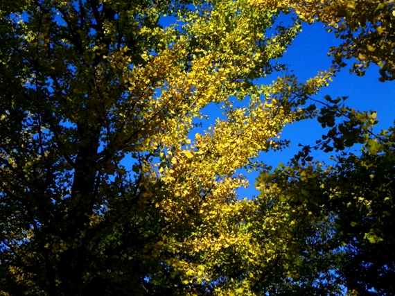 f:id:k9352009:20101106002225j:image