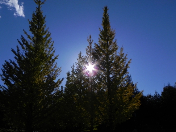 f:id:k9352009:20101106002227j:image