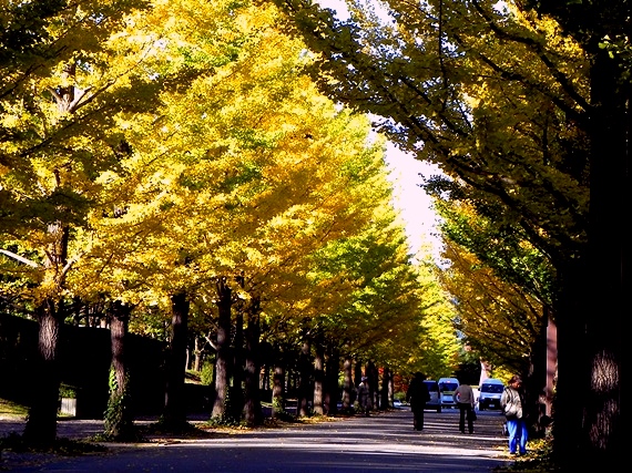 f:id:k9352009:20101106002228j:image