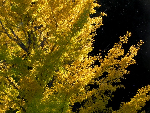 f:id:k9352009:20101106002817j:image