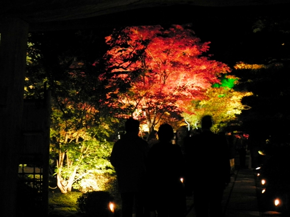 f:id:k9352009:20101111110444j:image