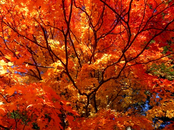 f:id:k9352009:20101122115543j:image
