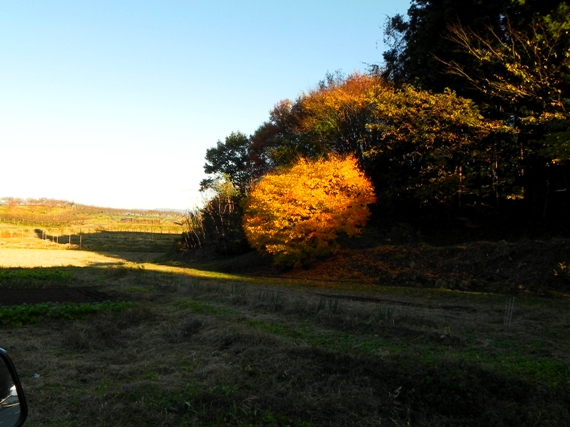 f:id:k9352009:20101122115712j:image