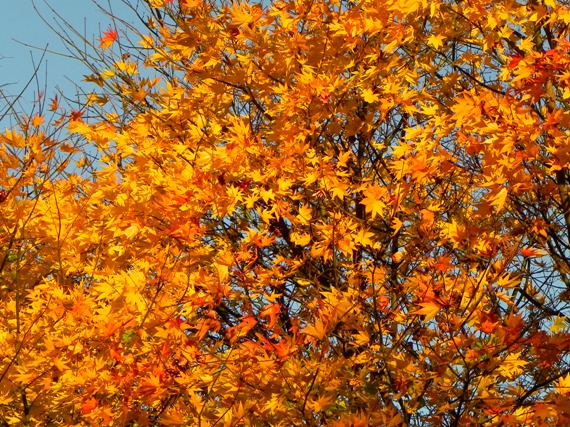 f:id:k9352009:20101122115758j:image