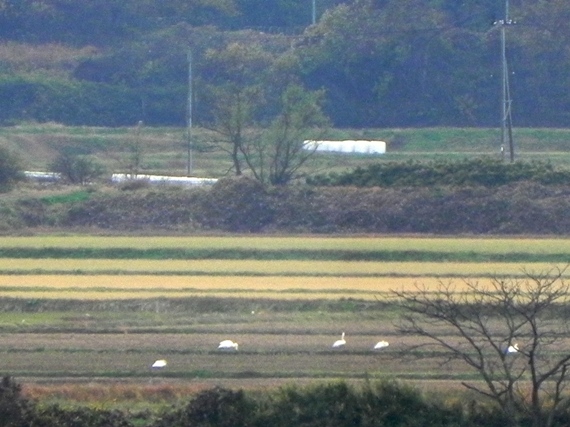 f:id:k9352009:20101127234402j:image