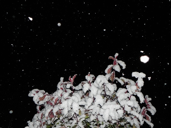 f:id:k9352009:20101226084440j:image