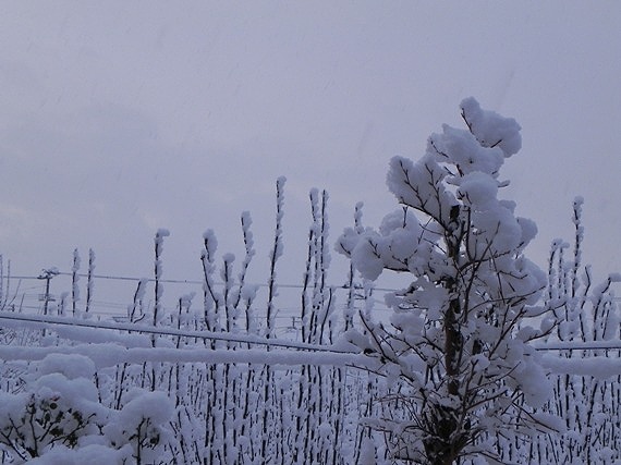 f:id:k9352009:20101226084623j:image