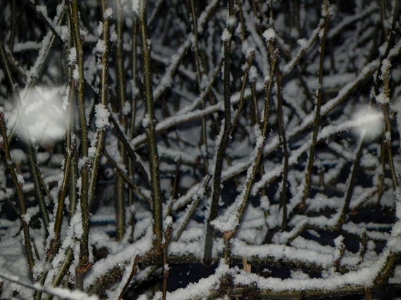 f:id:k9352009:20101226100334j:image