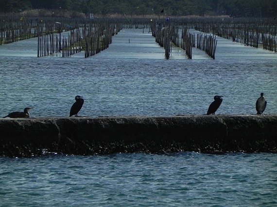 f:id:k9352009:20110216084614j:image