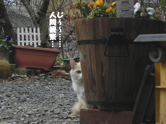 f:id:k9352009:20110308112747j:image