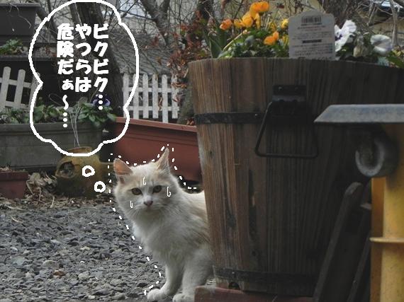 f:id:k9352009:20110308112748j:image