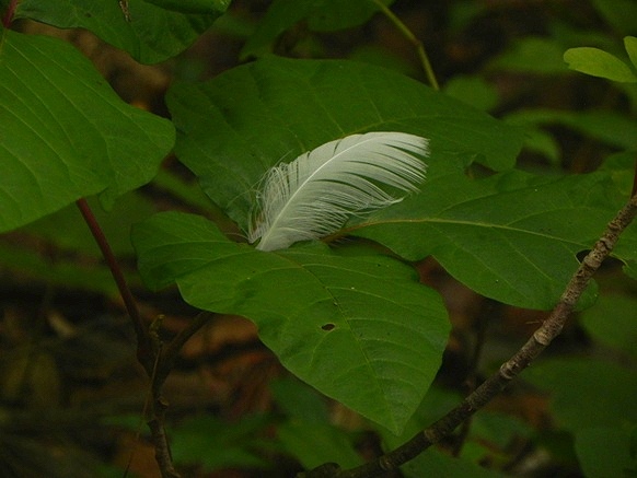 f:id:k9352009:20110722100903j:image