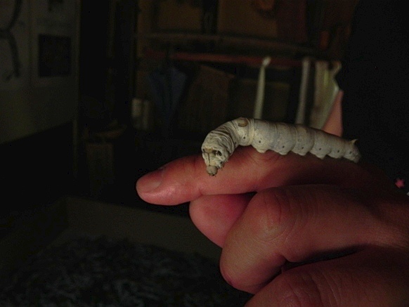 f:id:k9352009:20110724043846j:image