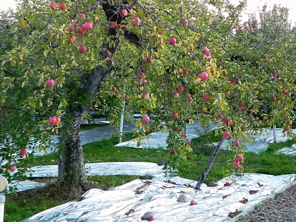f:id:k9352009:20111118095439j:image