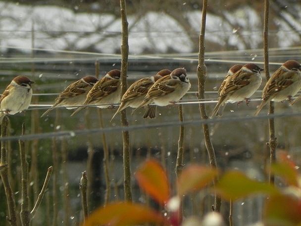 f:id:k9352009:20120110125730j:image