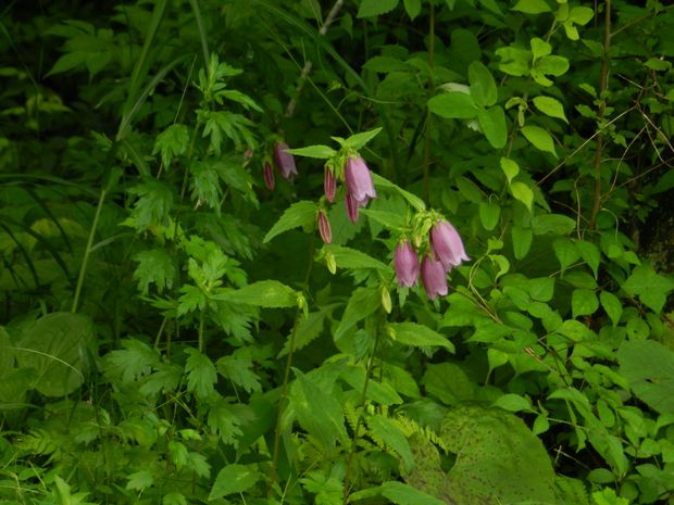 f:id:k9352009:20120709121831j:image