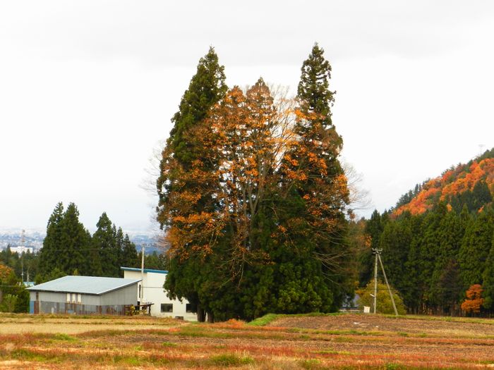 f:id:k9352009:20121129124658j:image