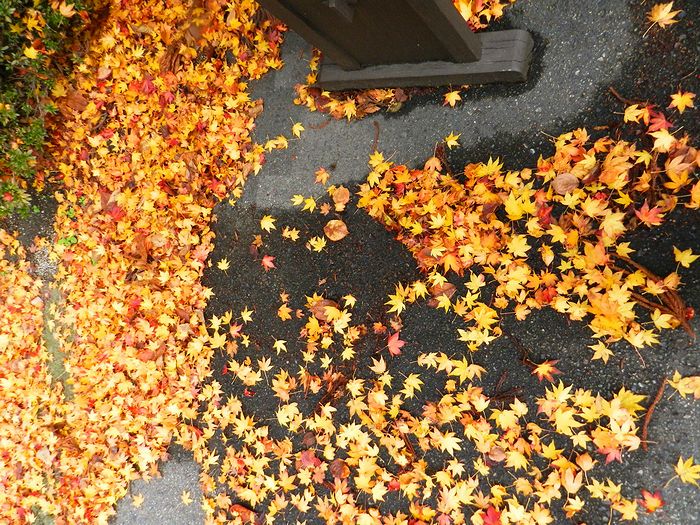 f:id:k9352009:20121129124932j:image