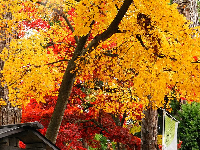 f:id:k9352009:20121129124933j:image