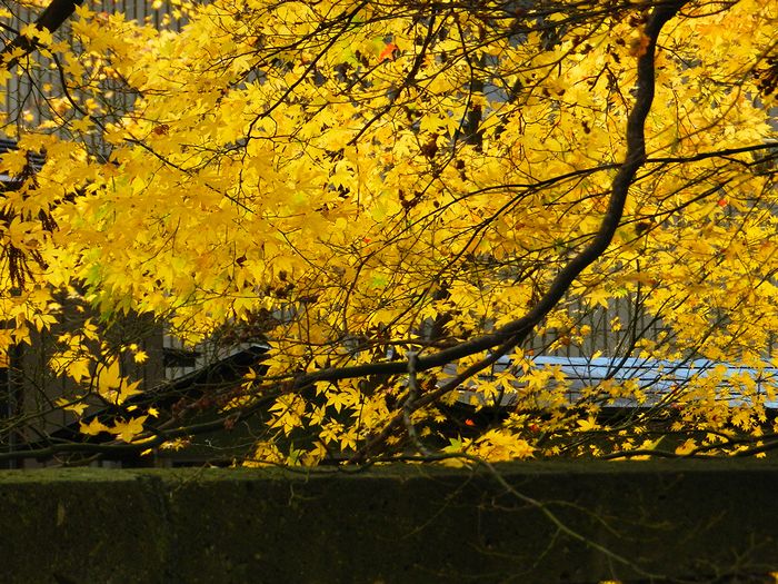 f:id:k9352009:20121129125431j:image