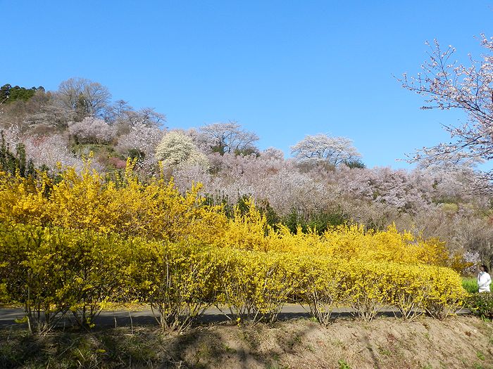 f:id:k9352009:20130415072557j:image