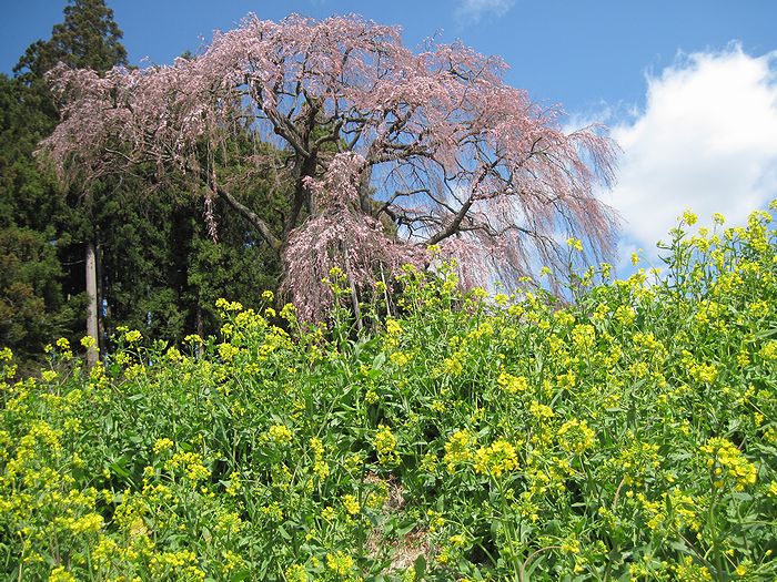 f:id:k9352009:20130415073908j:image
