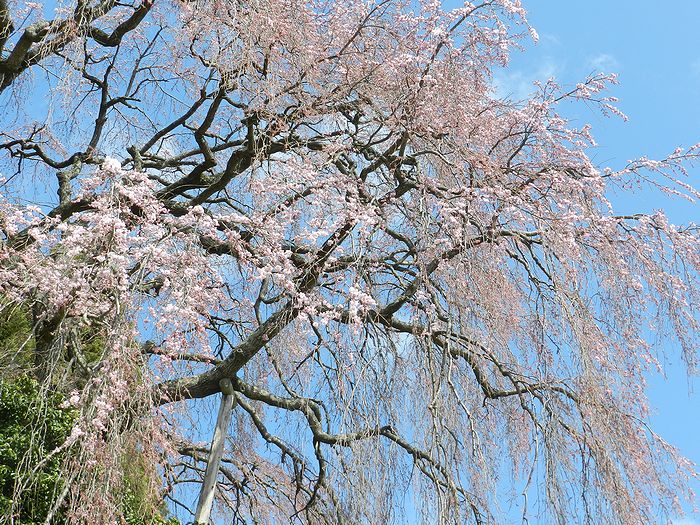 f:id:k9352009:20130415073909j:image