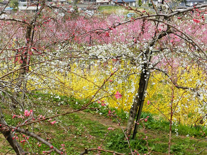 f:id:k9352009:20130420203705j:image