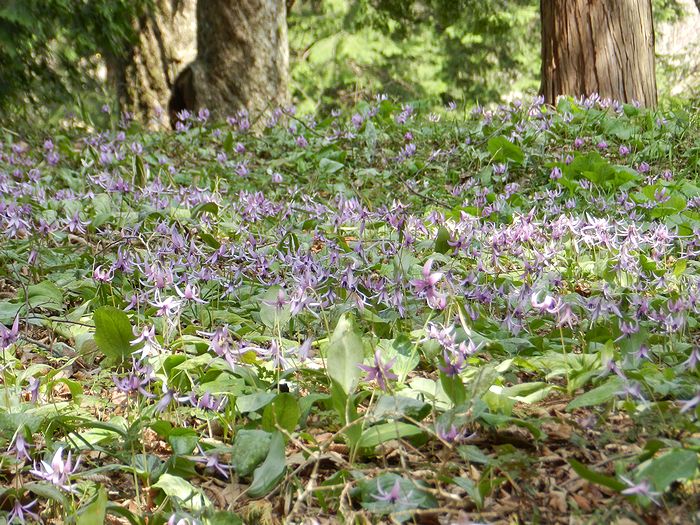 f:id:k9352009:20130422170834j:image