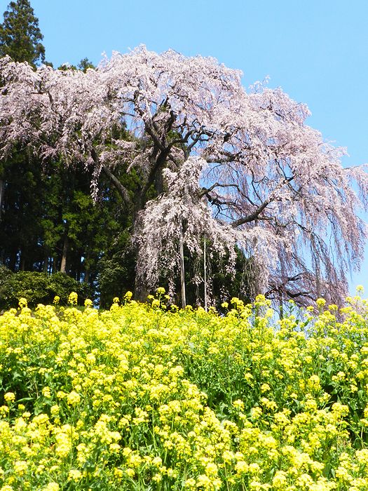 f:id:k9352009:20130425074508j:image