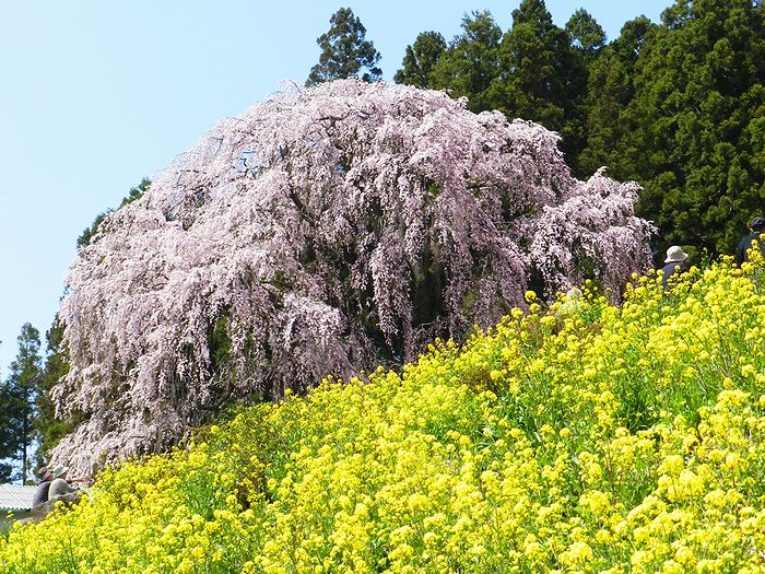 f:id:k9352009:20130425081156j:image