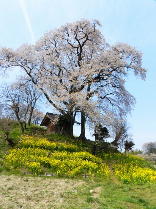 f:id:k9352009:20130425093739j:image