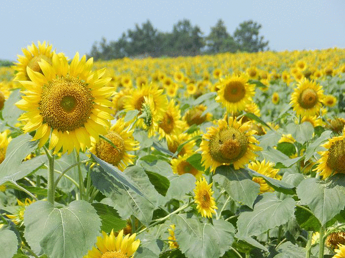 f:id:k9352009:20130907114003g:image