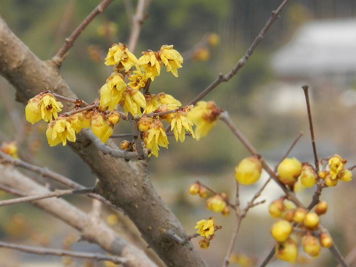 f:id:k9352009:20140315103109j:image