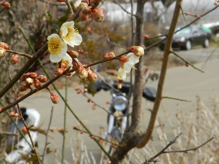 f:id:k9352009:20140315112122j:image