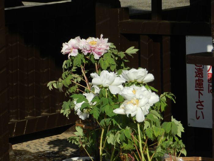 f:id:k9352009:20140509124634j:image