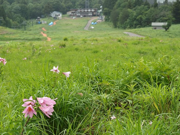 f:id:k9352009:20140624113200j:image