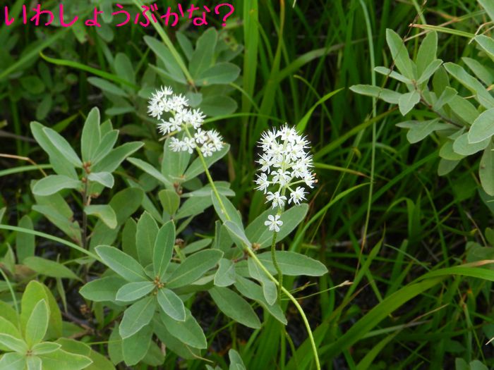 f:id:k9352009:20140829142059j:image