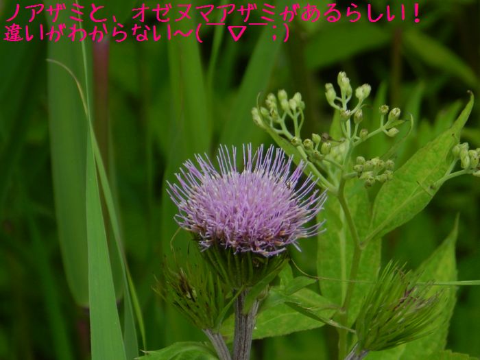 f:id:k9352009:20140829142100j:image